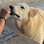 Schweizer Schäferhund Mischling Nimeria, 07/2015, ca. 50 cm