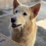 Schweizer Schäferhund Mischling Nimeria, 07/2015, ca. 50 cm