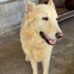Schweizer Schäferhund Mischling Nimeria, 07/2015, ca. 50 cm