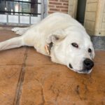 Mastin Olaf, 09/2021, ca. 70 cm