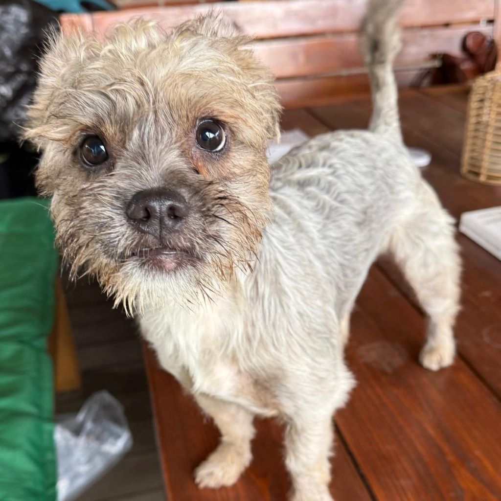 Mischling Orejas, 12/2020, ca. 31 cm, 40770 Herzlake