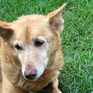 Podenco Paco, 01/2015, ca. 45 cm, 03238 Sallgast