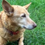 Podenco Paco, 01/2015, ca. 45 cm, 03238 Sallgast