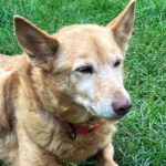 Podenco Paco, 01/2015, ca. 45 cm, 03238 Sallgast