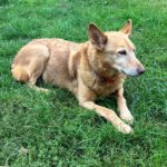 Podenco Paco, 01/2015, ca. 45 cm, 03238 Sallgast