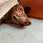 Podenco Paco, 01/2015, ca. 45 cm, 03238 Sallgast