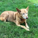 Podenco Paco, 01/2015, ca. 45 cm, 03238 Sallgast