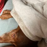 Podenco Paco, 01/2015, ca. 45 cm, 03238 Sallgast