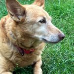 Podenco Paco, 01/2015, ca. 45 cm, 03238 Sallgast