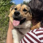 Mischling Parys, 11/2022, ca. 45 cm