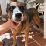 Schäferhund Pastora, 06/2011, ca. 60 cm