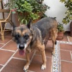 Schäferhund Pastora, 06/2011, ca. 60 cm