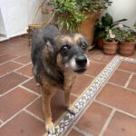 Schäferhund Pastora, 06/2011, ca. 60 cm