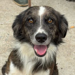 Border Collie Paul, 09/2023, ca. 53 cm