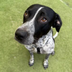 Pensionspatenschaft Aladin