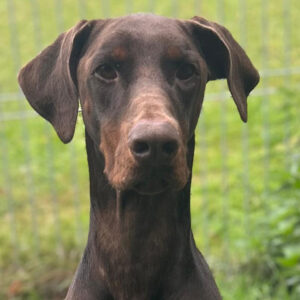 Pensionspatenschaft Burberry