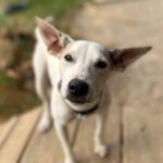 Ratonero Podenco Mischling Pepote, 11/2024, Endgröße ca. 48 cm