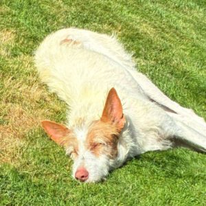 Podenco Petaca, 05/2015, ca. 65 cm,25767 Bunsoh