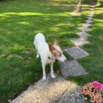 Podenco Petaca, 05/2015, ca. 65 cm,25767 Bunsoh
