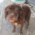 Wasserhund Mischling Pinky, 07/2009, ca. 45