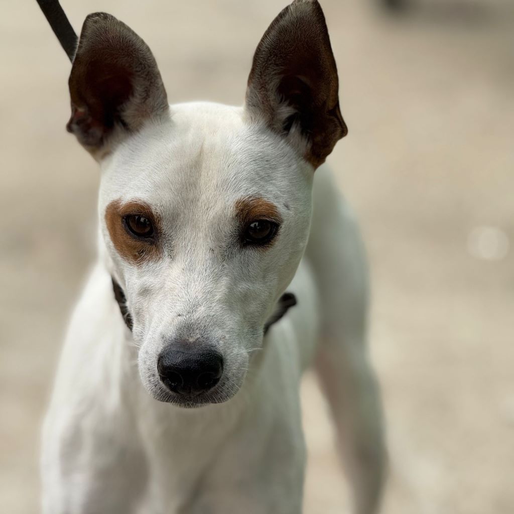 Podenco Pirata, 05/2023, ca. 45 cm