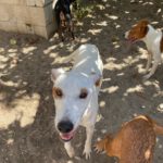 Podenco Pirata, 05/2023, ca. 45 cm