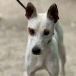 Podenco Pirata, 05/2023, ca. 45 cm