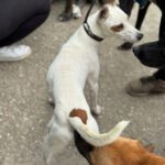 Podenco Pirata, 05/2023, ca. 45 cm