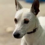 Podenco Pirata, 05/2023, ca. 45 cm