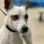 Podenco Pirata, 05/2023, ca. 45 cm