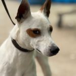 Podenco Pirata, 05/2023, ca. 45 cm