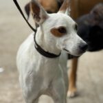 Podenco Pirata, 05/2023, ca. 45 cm