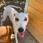 Podenco Pirata, 05/2023, ca. 45 cm