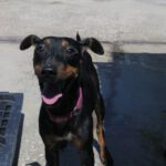 Mischling Pitingo, 10/2024, ca. 40 cm