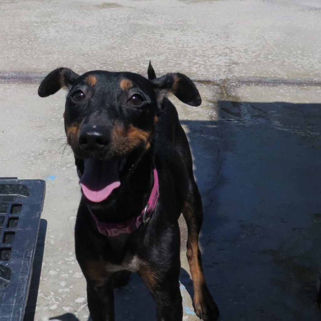 Mischling Pitingo, 10/2024, ca. 40 cm