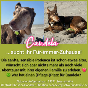Podenco Candela - Rückläufer SALVA Hundehilfe e.V.