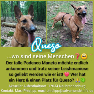 Podenco Maneto Queso - Rückläufer SALVA Hundehilfe e.V.