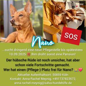 Podenco Nano - Rückläufer SALVA Hundehilfe e.V.