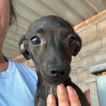 Pinscher Mischling Pudding, 06/2025, Endgröße ca. 30 cm