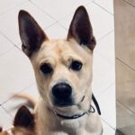 Shar Pei Mischling Pumba, 09/2023, ca. 48 cm