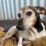 Bodeguero Mischling Pumpkin, 08/2015, ca. 38 cm