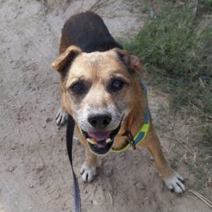 Mischling Pure, 08/2013, ca. 45 cm