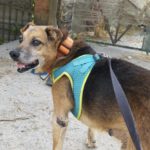 Mischling Pure, 08/2013, ca. 45 cm