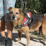 Mischling Pure, 08/2013, ca. 45 cm