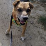 Mischling Pure, 08/2013, ca. 45 cm