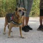 Mischling Pure, 08/2013, ca. 45 cm