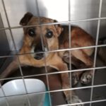 Mischling Pure, 08/2013, ca. 45 cm