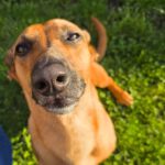 Podenco Maneto Queso, 09/2020, ca. 33 cm, 17034 Neubrandenburg