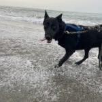 Malinois Mischling Racher, 10/2022, ca. 55- 60 cm