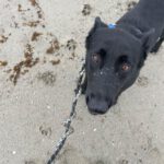 Malinois Mischling Racher, 10/2022, ca. 55- 60 cm